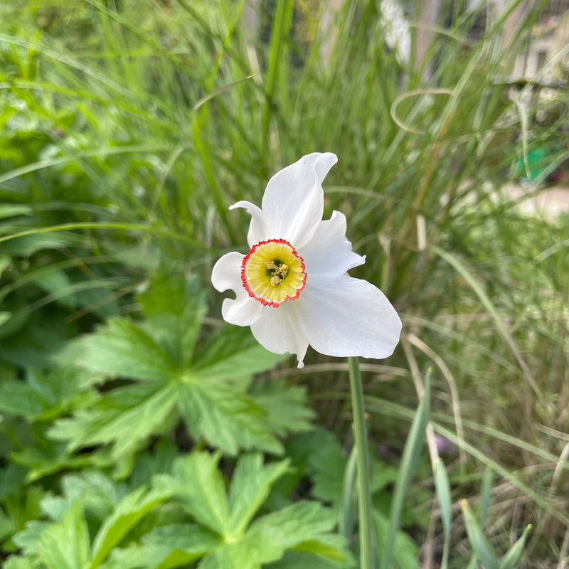Witte narcis met rood en geel hart in een tuin