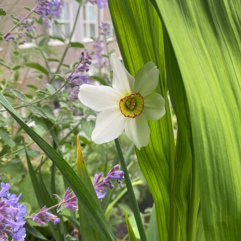 Biologische narcis die ook wel dichternarcis wordt genoemd. 