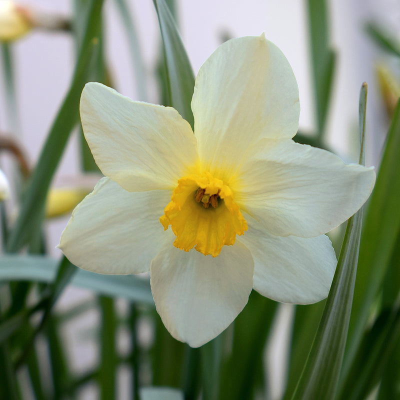 Foto van lichtgele bloem van Narcis Pueblo