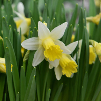 Narcis Topolino