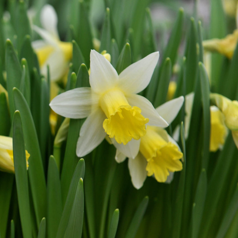 Foto van de lichtgele bloem met felgele kelk van Narcis Topolino