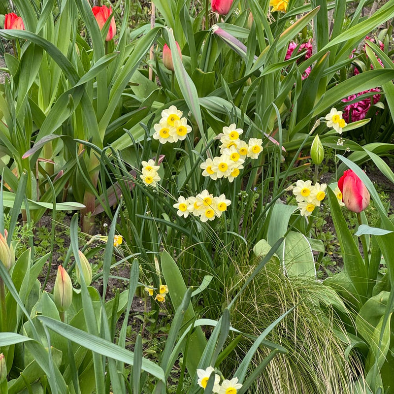 duurzaam geteelde narcis met lichtgele bloem en gele kern