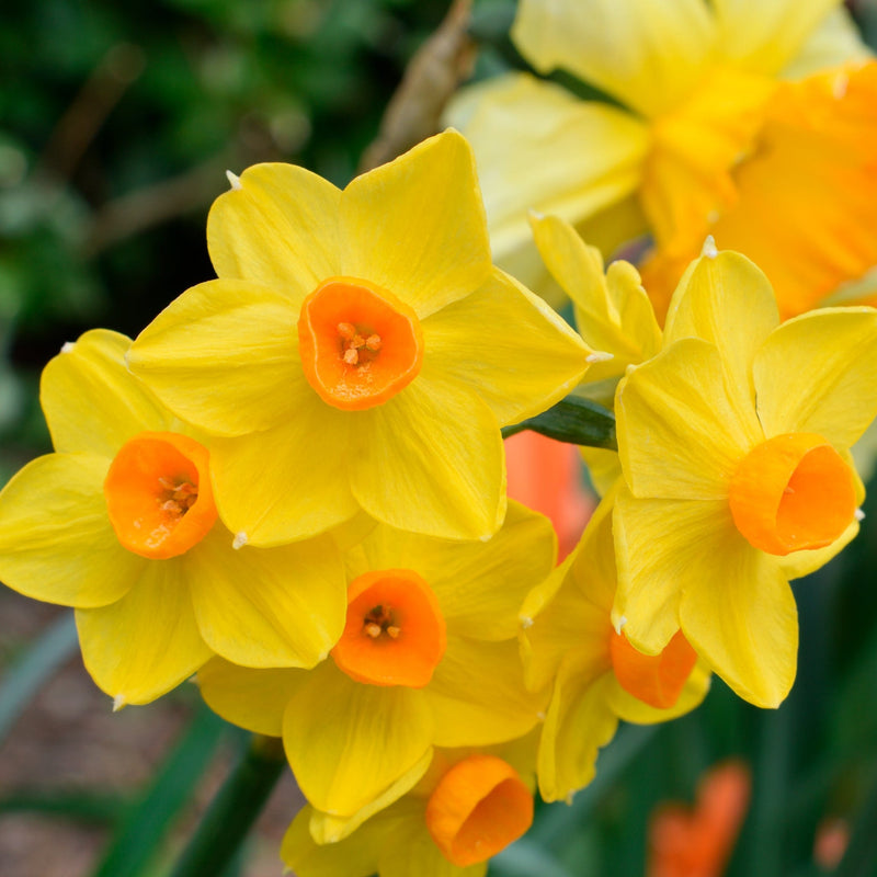 Gele narcis met een oranje kuipje rondom de stamper