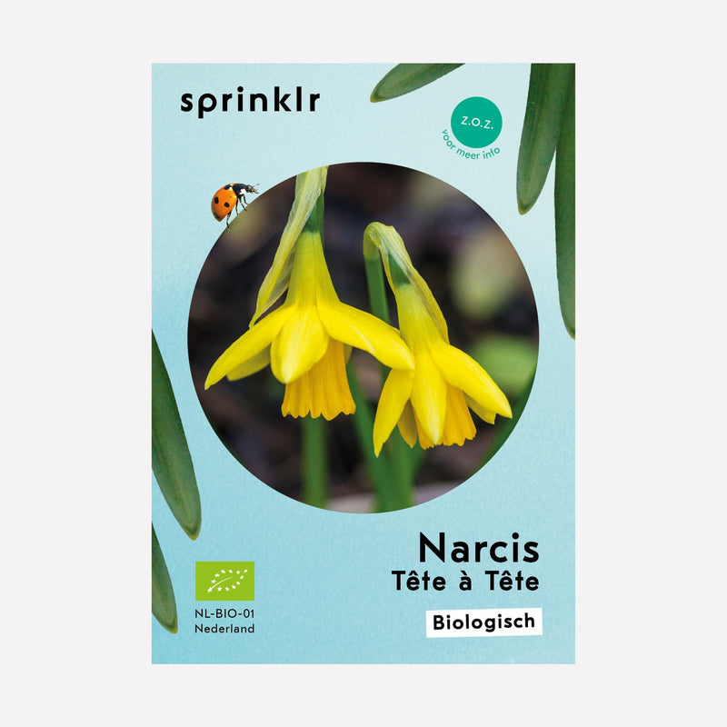 Narcis Tête à Tête