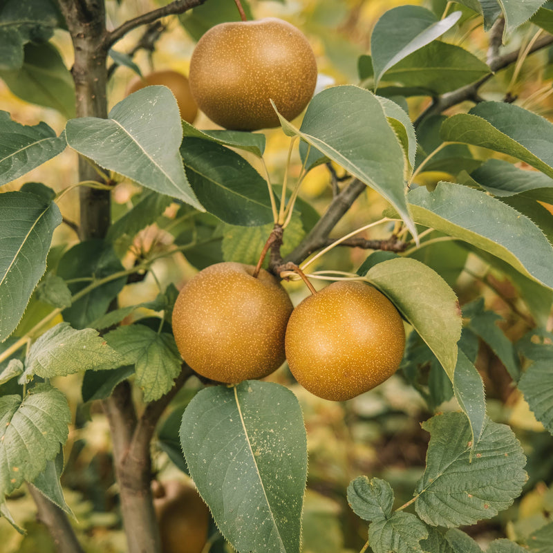 Biogische nashipeer die vaak wordt gebruikt in een voedelbos. 