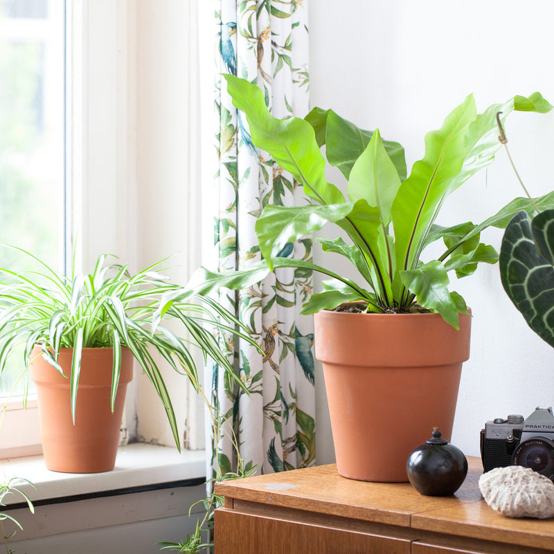 Nestvaren in terra pot in huis