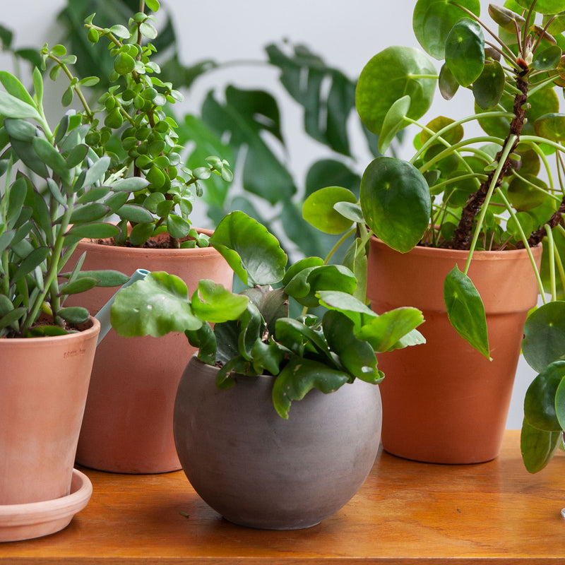 Oma's Rhipsalis in bolvormige pot op kast tussen diverse planten