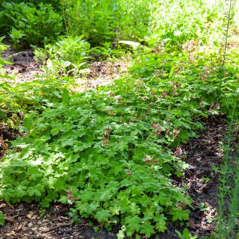  ooievaarsbek biokovo in een tuin