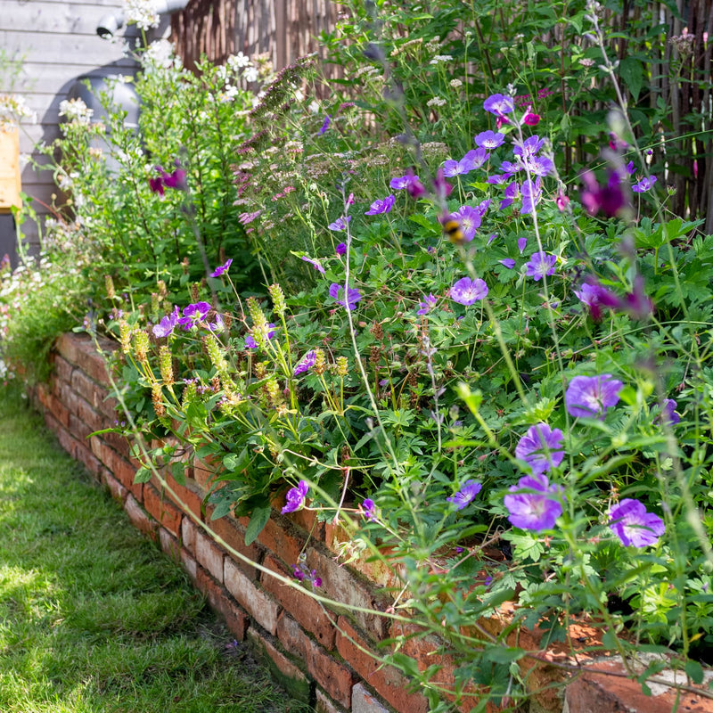 Border in een tuin met paarse bloemen 