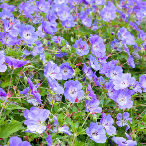 Ooievaarsbek Rozanne