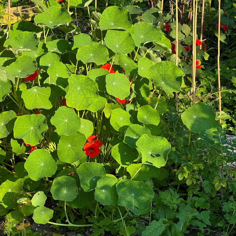 oost indische kers-close up blad