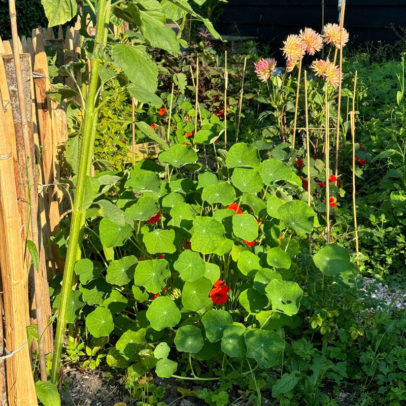 oost indische kers in avondzon