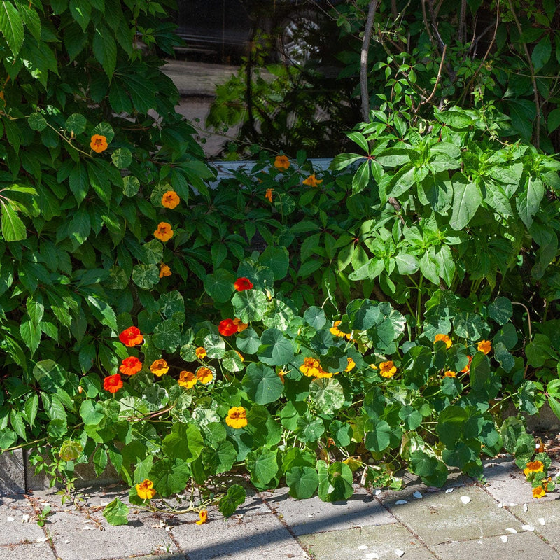 oost indische kers in border