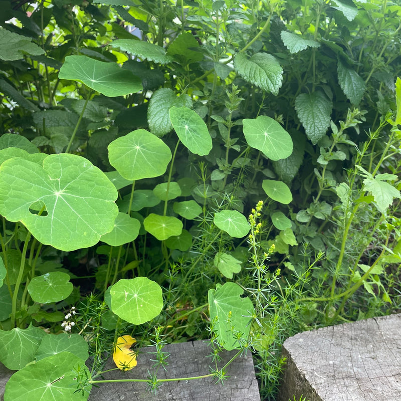 rond blad van oost indische kers in combinatie met geel walstro in een border