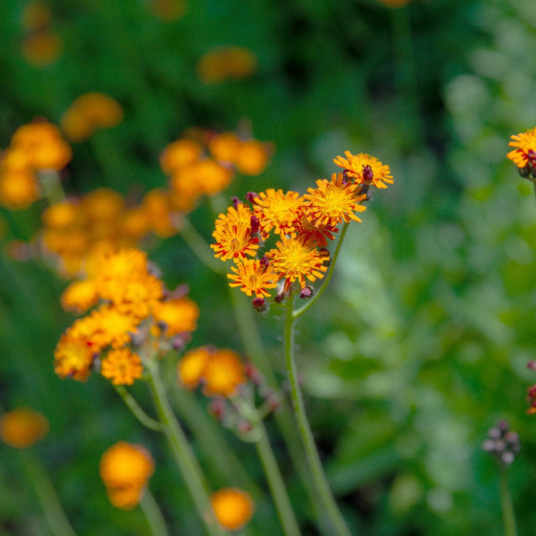 Oranje havikskruid, inheemse plant en het veld in bloei.