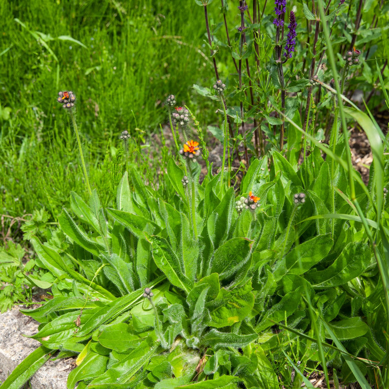 Oranje Havikskruid in knop in een border