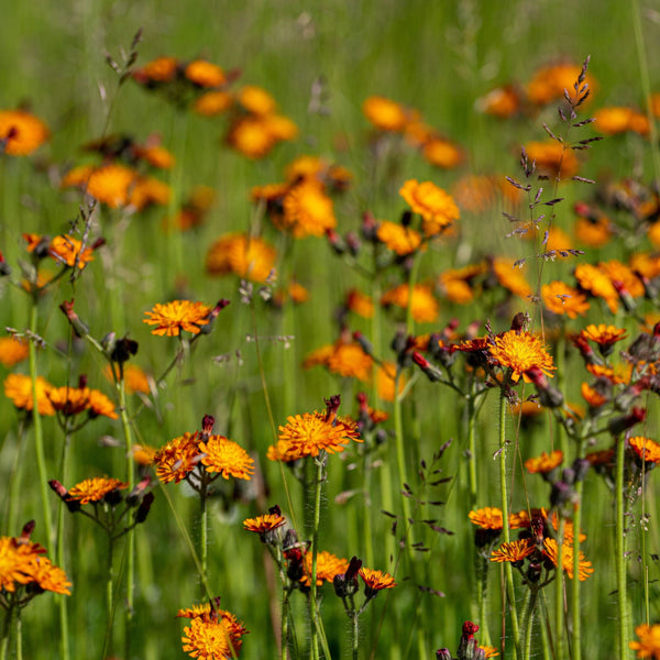 Oranje havikskruid, inheemse plant en het veld in bloei.