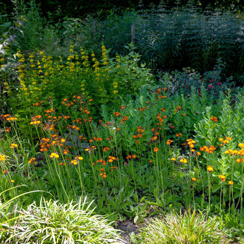 Oranje havikskruid in border