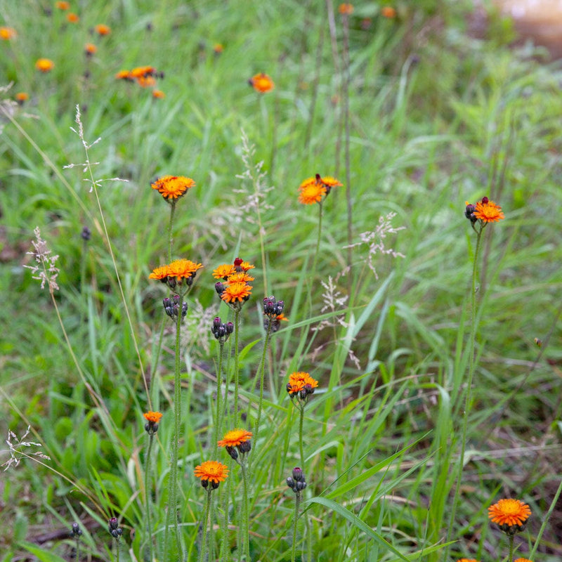 Oranje havikskruid in border