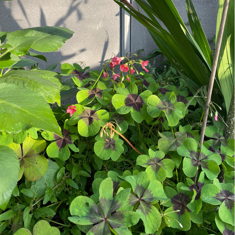 oxalis iron cross close-up blad met bloem