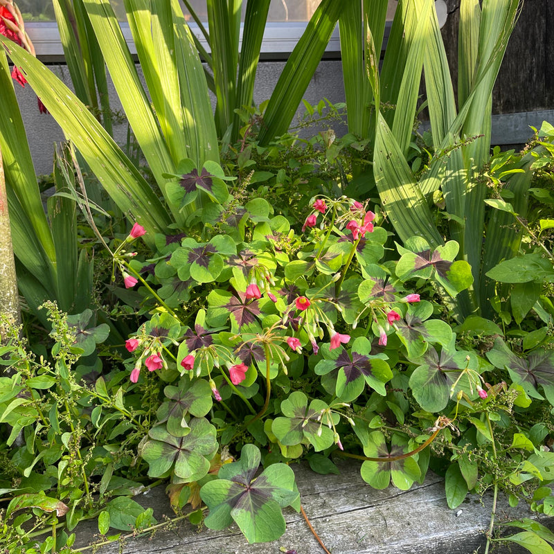 Oxalis iron cross in bloei