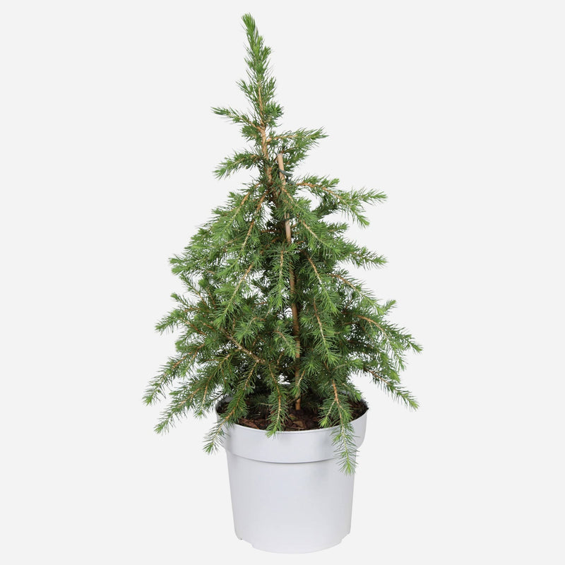 Productfoto van Mini kerstboom in kwekerspot