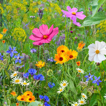 Sprinklr's makkelijke bloeimix