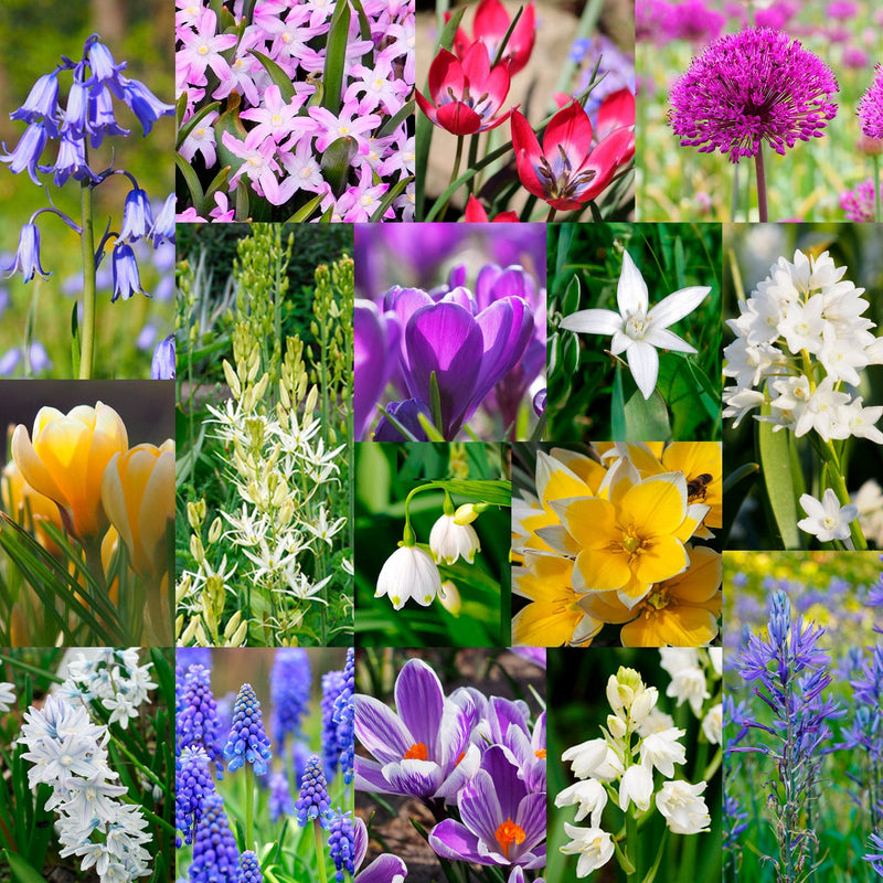 bijenbanket XL, collage van fotos met bloemen in allerlei kleuren
