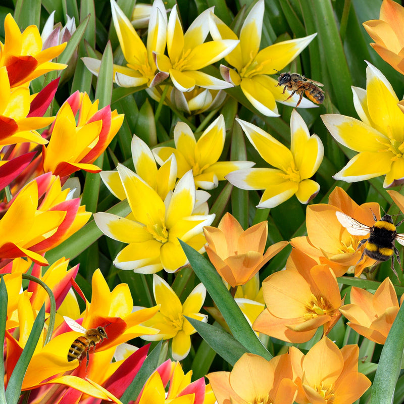 Mix van gele, rode en witte biologische bloembollen, goed voor wel 50 botanische tulpen.