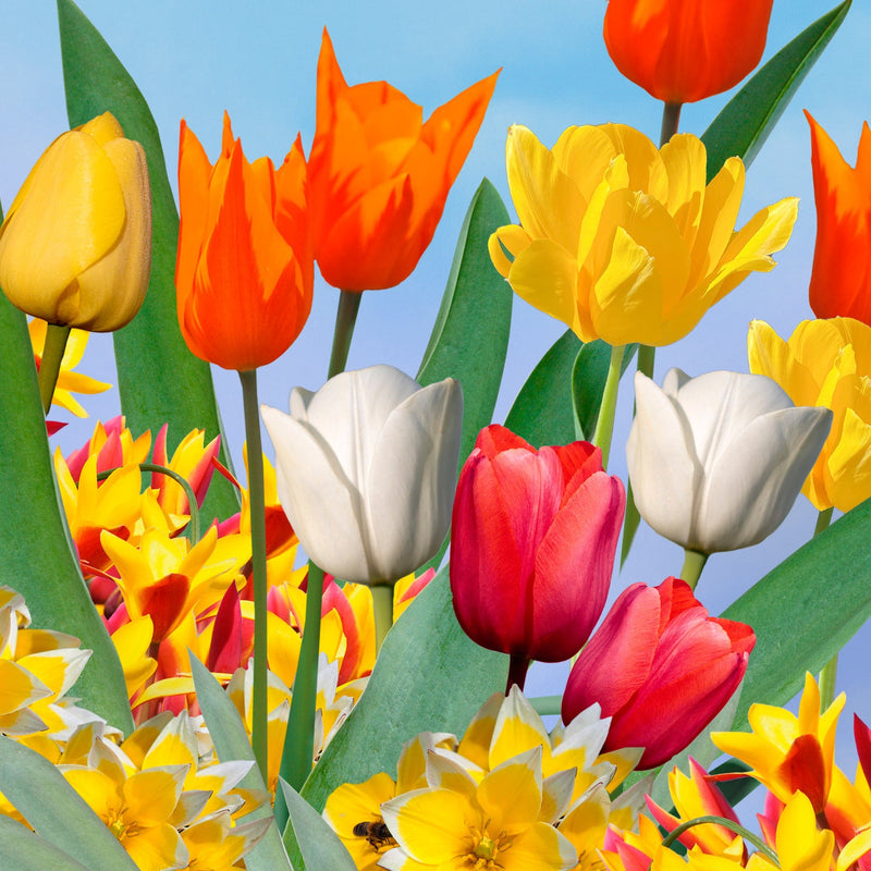 Collage van rode, gele en witte tulpen