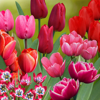 Tulpenmanie Roze-Rood