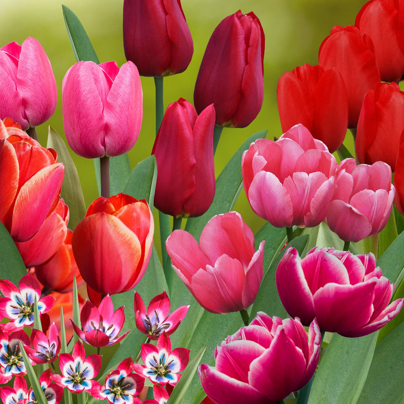 Collage van roze en rode tulpen