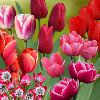 Tulpenmanie Roze-Rood