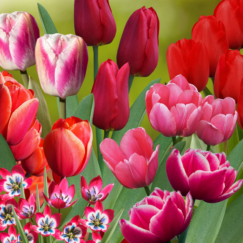 Collage van roze en rode tulpen