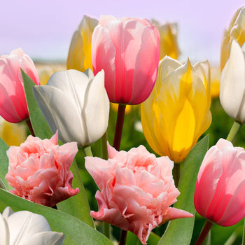 Tulpenmanie Zachte Lente