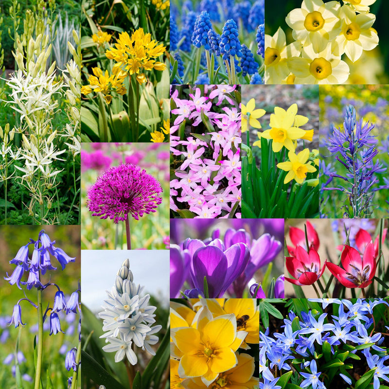 Collage van verwilderingsmix
