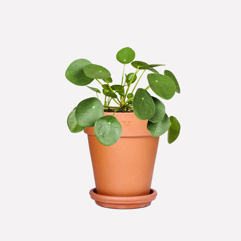 Pannenkoekplant BIO in pot  🎁