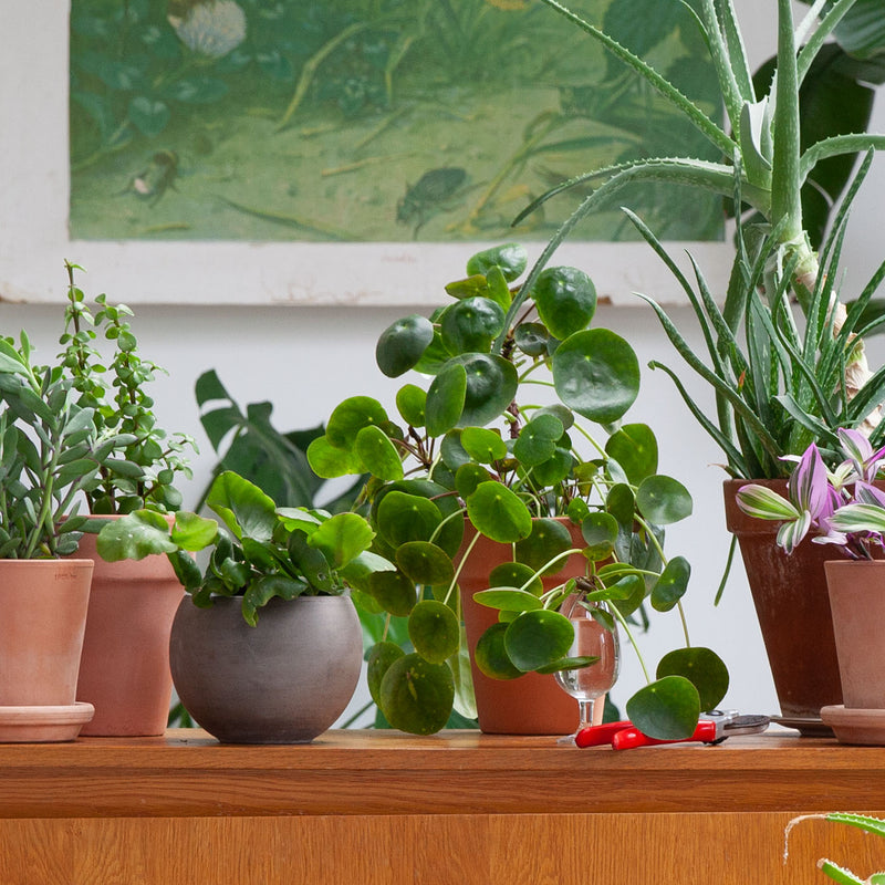 Pannenkoekplant op tafel tussen diverse planten