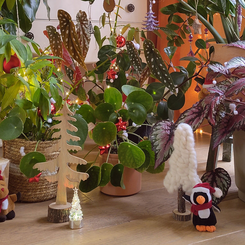 Pannenkoekplant tussen diverse planten met kerstversiering