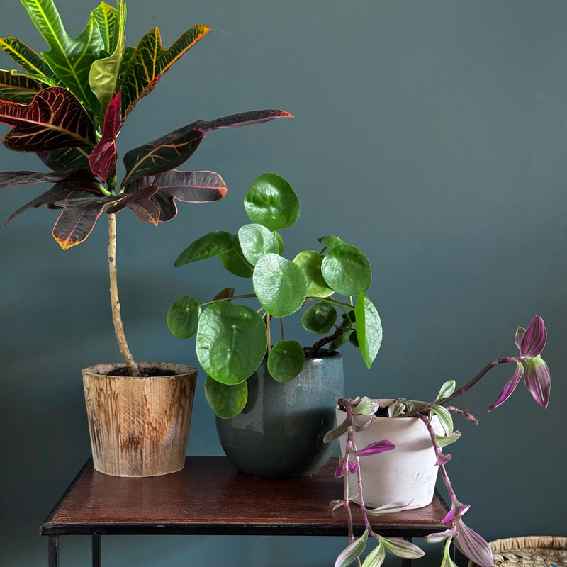 Pannenoekplant op tafeltje tussen diverse planten in huiskamer