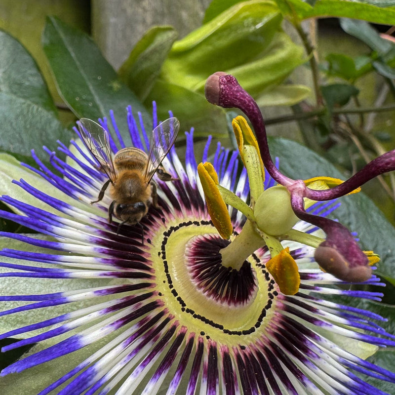 Passiebloem