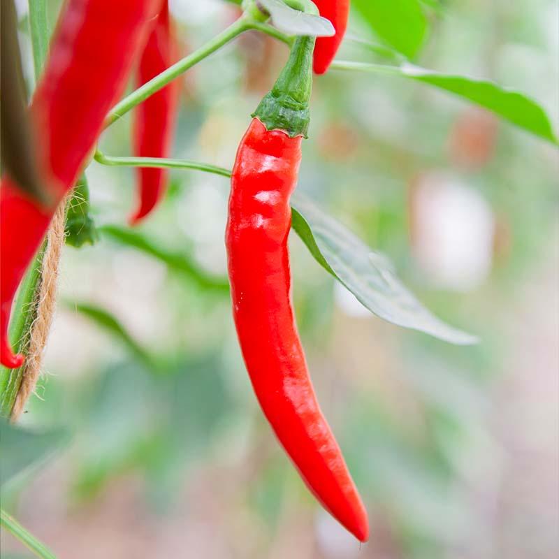 Zaden van de biologische peper westland.