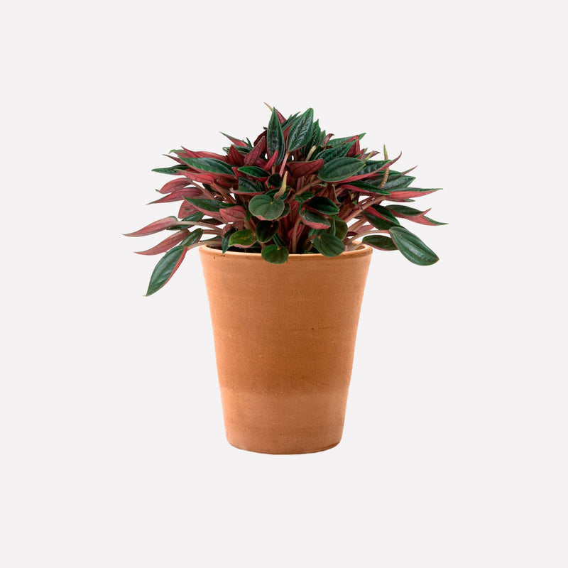 Peperomia Rosso in hoge terracotta pot