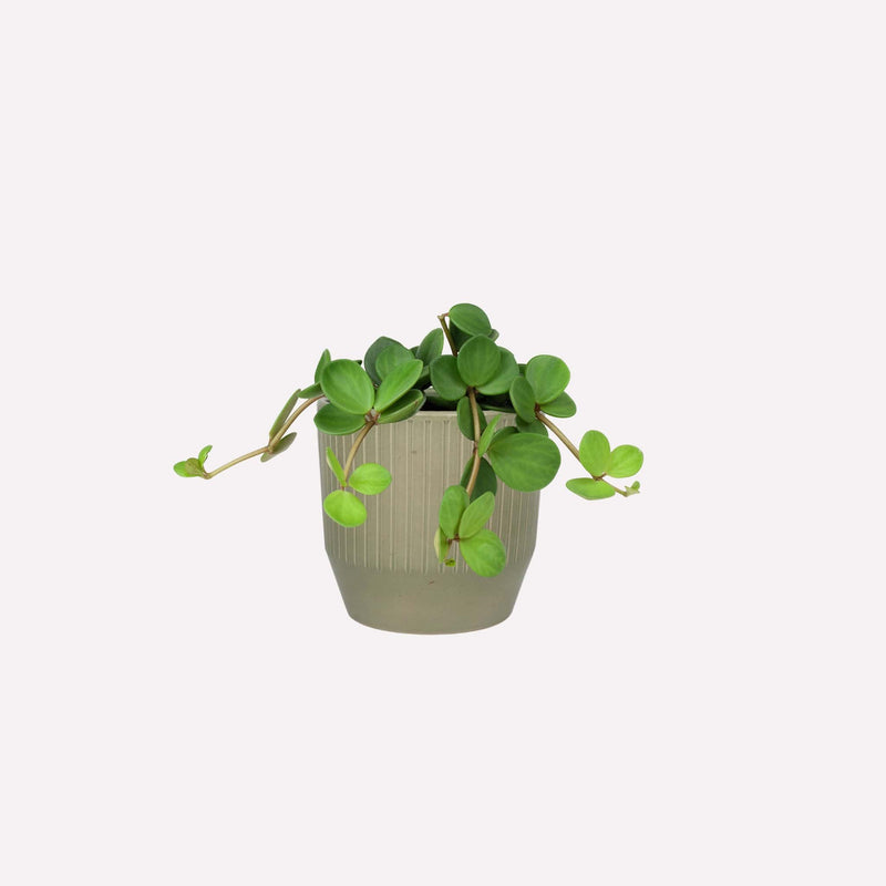 Peperomia Hope BIO