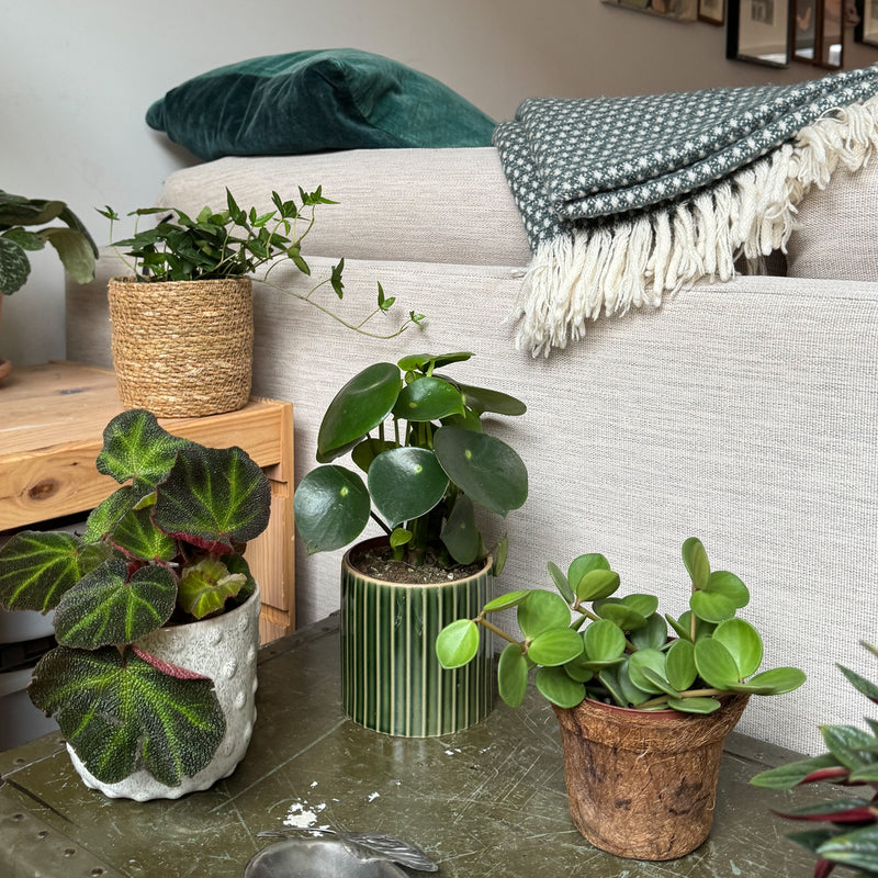 Peperomia hope bio in huis op kist naast divesre planten