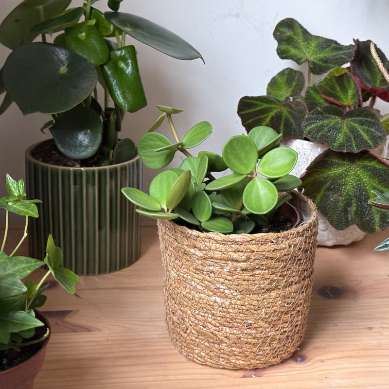 Peperomia hope bio in rieten potje