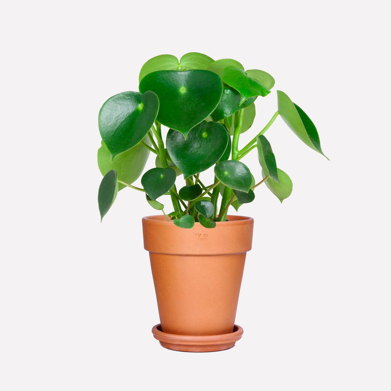 Peperomia Raindrop BIO