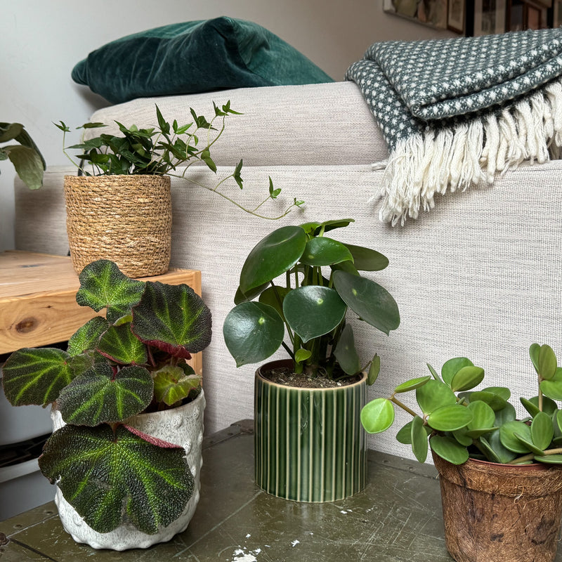 Peperomia hope bio op kiste tussen andere planten in huis