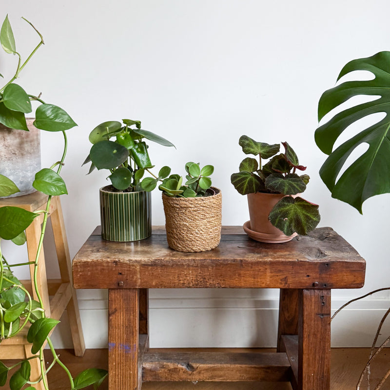 Peperomia hope bio op bankje naast diverse planten in huis