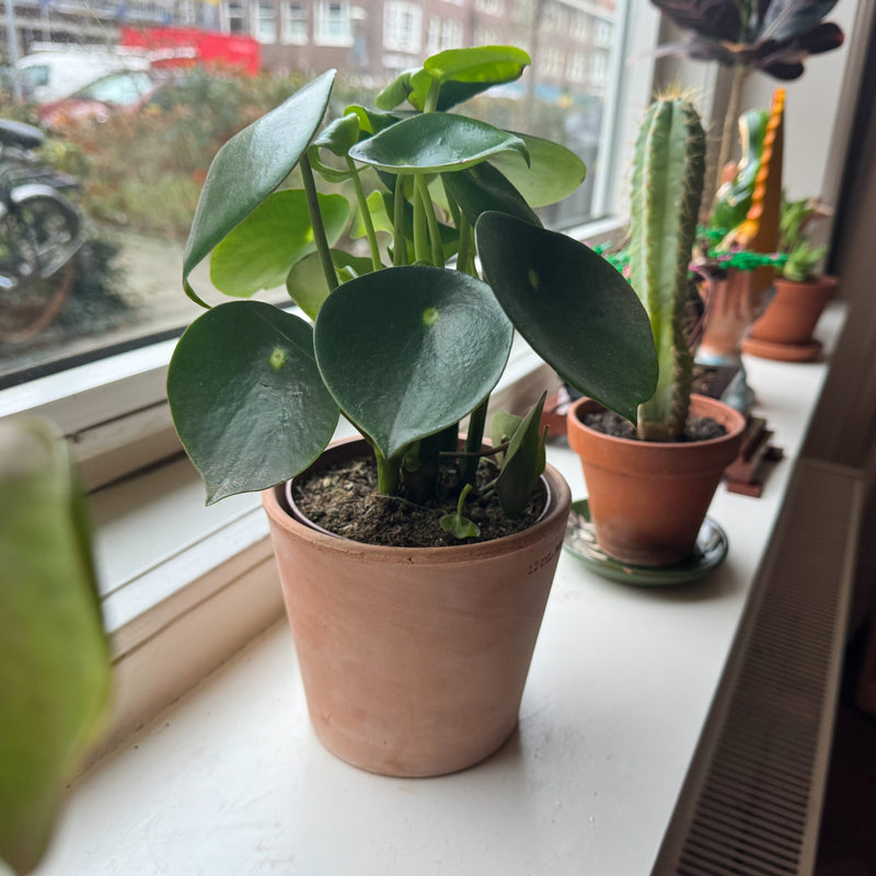 peperomia-raindrop op vensterbank in huis